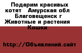 Подарим красивых котят - Амурская обл., Благовещенск г. Животные и растения » Кошки   